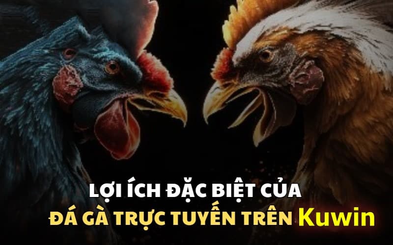 Giới thiệu về sảnh đá gà Kuwin