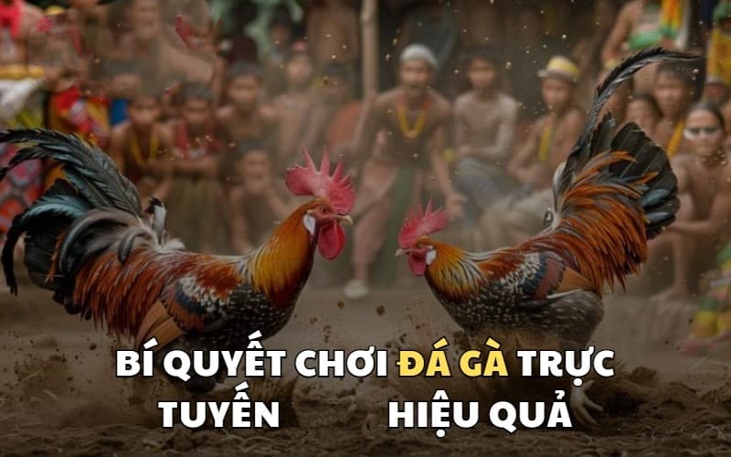 Kinh nghiệm cá cược tại sảnh đá gà Kuwin