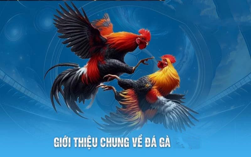 Tham gia ngay nhận thưởng lớn tại sảnh đá gà Kuwin