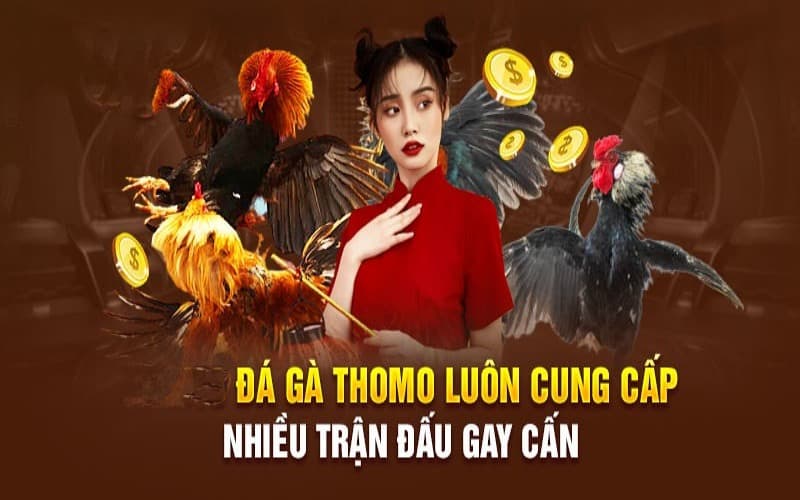 Theo dõi các trận đấu kịch tính tại sảnh đá gà Kuwin