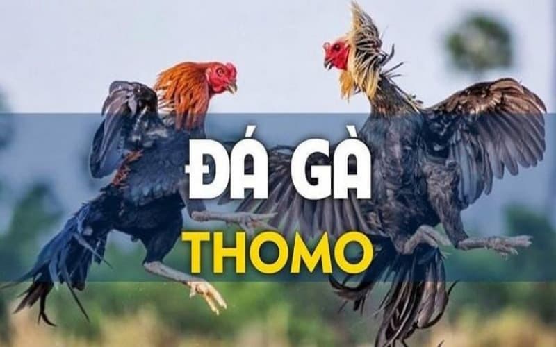 Xem trực tiếp từ Thomo tại sảnh đá gà Kuwin